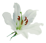 White Lilly