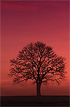 Sunset and Tree